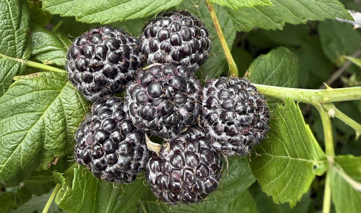 Graeter's Black Raspberry Chip Ice Cream Heritage